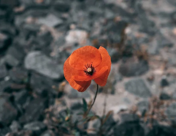 Eine Nahaufnahme Einer Roten Mohnblume Auf Verschwommenem Hintergrund — Stockfoto