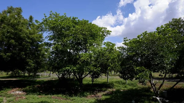 緑の木々と青空が広がる美しい風景のパノラマ写真 — ストック写真