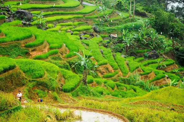 Een Hoge Hoek Opname Van Mount Gede Helling West Java — Stockfoto