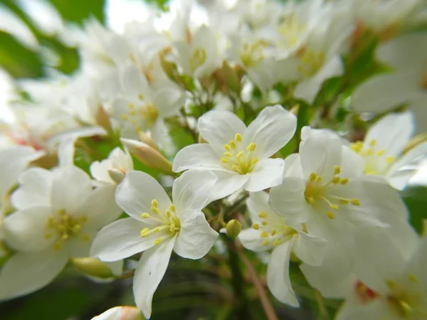 桐の木の花の選択的フォーカスショット — ストック写真