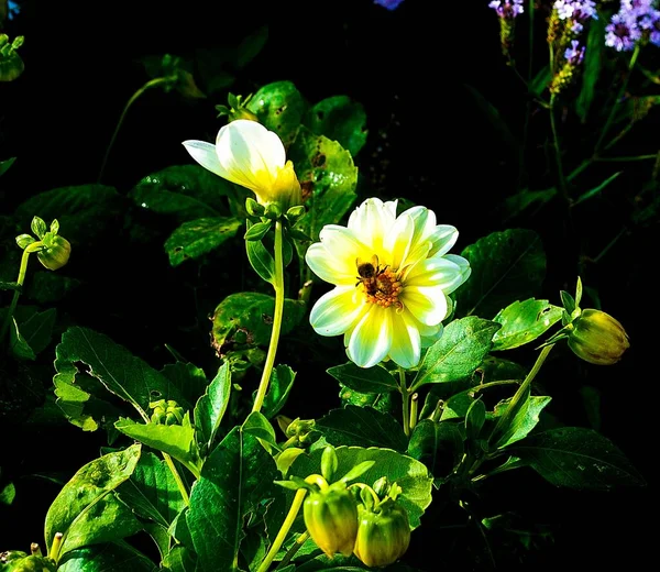 Una Hermosa Foto Abejorro Sentado Una Flor Blanca —  Fotos de Stock