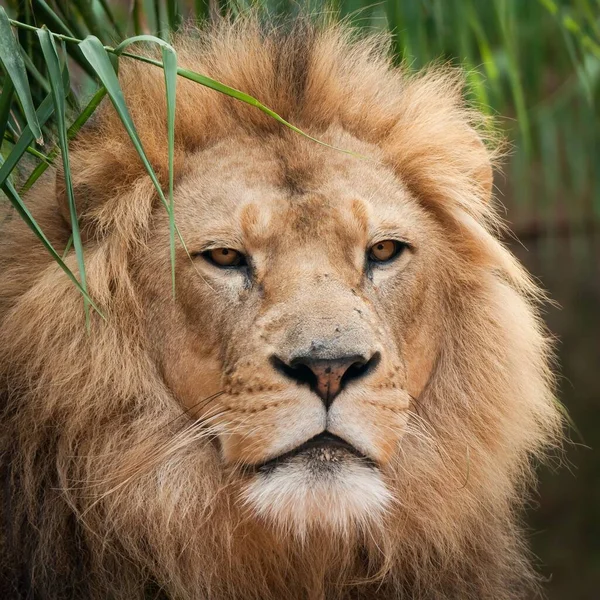 Ένα Κοντινό Πλάνο Του Κεφαλιού Ενός Όμορφου Λιονταριού — Φωτογραφία Αρχείου