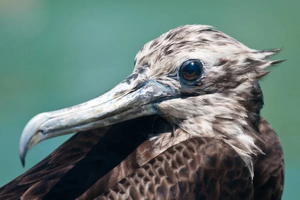 Prise Vue Une Frégate Femelle Îles Galapagos Équateur — Photo