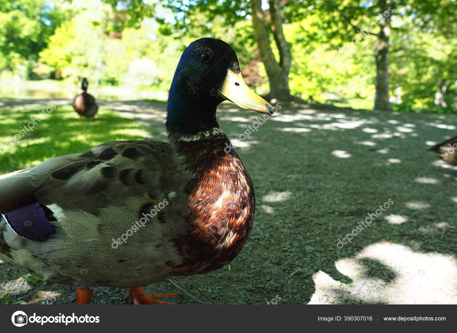 Симпатичные Утки Кряквы Гуляют Парку Халифаксе Канада Стоковое.