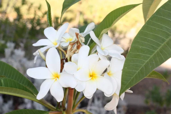 Eine Nahaufnahme Der Schönen Frangipanis Sonnenlicht — Stockfoto