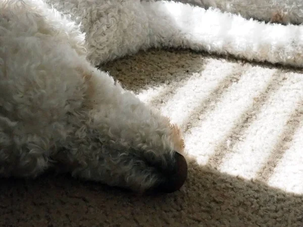 Крупный План Пушистой Белой Собаки Спящей Ковровом Покрытии — стоковое фото