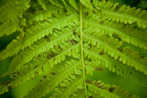 Ένα Κοντινό Πλάνο Στην Κορυφή Της Fern — Φωτογραφία Αρχείου