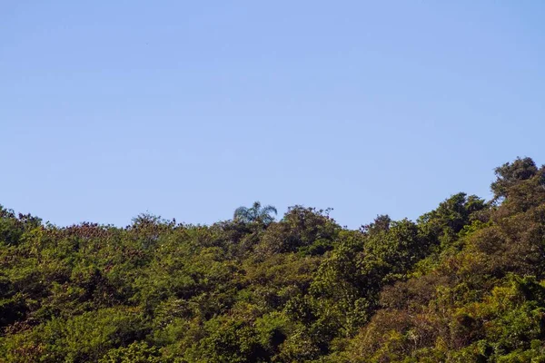 Una Hermosa Toma Árboles Verdes Sobre Fondo Azul Del Cielo — Foto de Stock