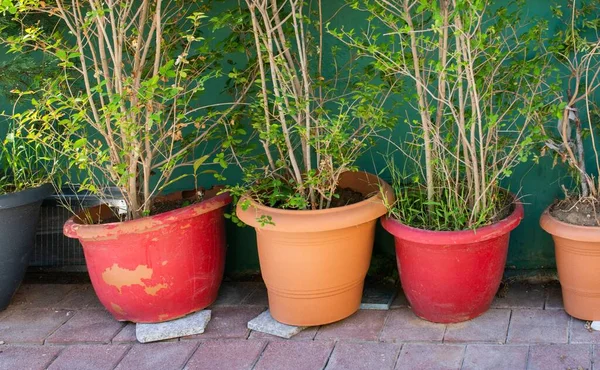 Een Close Shot Van Groene Planten Rode Bruine Manden — Stockfoto