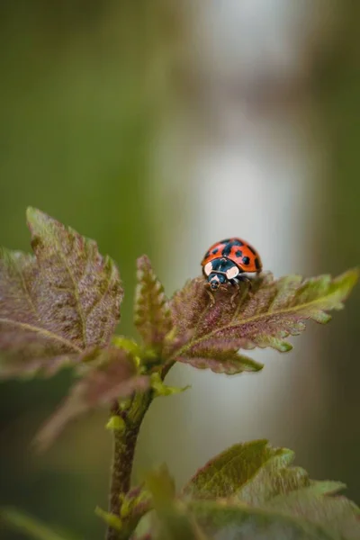 Vertical Shot Ladybug Plant Field Sunlight Blurry Background — Stock Photo, Image