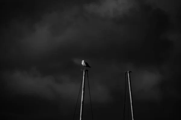 一个海鸥坐在帆船桅杆上 背负着一些乌云的图像 — 图库照片