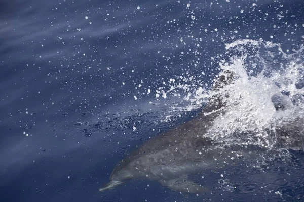 Ein Delfin Springt Mit Einem Spritzer Ins Wasser — Stockfoto