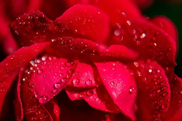 Gros Plan Une Rose Rouge Vif Avec Quelques Gouttelettes Sur — Photo