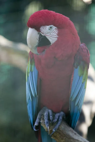 Disparo Vertical Loro Guacamayo Detrás Fondo Borroso — Foto de Stock