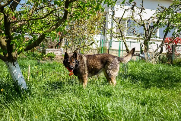 裏庭でその噛むおもちゃで遊んでいるドイツの羊飼いの犬の美しいショット — ストック写真