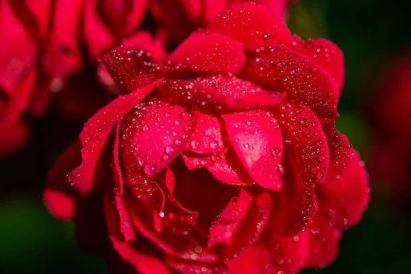 Tiro Close Flor Vermelha Florida Com Gotas Sobre Ele — Fotografia de Stock