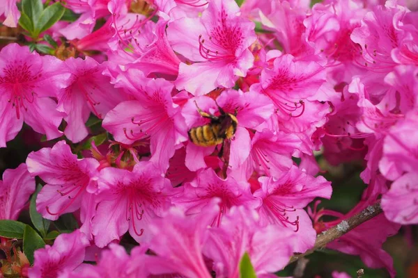 Een Close Shot Van Een Bij Roze Rododendrons Bloemen — Stockfoto