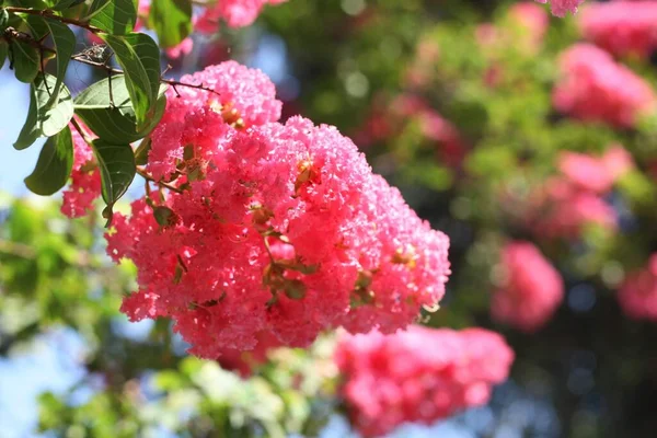 Güneş Işığının Altında Mersin Ağacının Pembe Çiçeğinin Yakın Çekimi — Stok fotoğraf