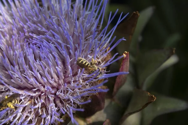 Makro Záběr Kvetoucího Bodlákového Květu Pro Úkryt Hmyzu — Stock fotografie