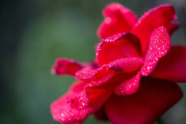 Gros Plan Une Rose Rouge Fleurs Fond Vert Flou — Photo