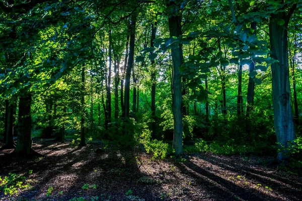 Gröna Tätt Packade Träden Haagse Bos Haagskogen — Stockfoto