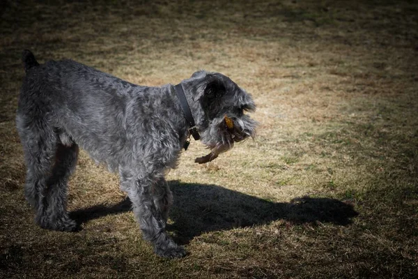 Ein Zwergschnauzer Der Mit Einem Stock Auf Dem Feld Spielt — Stockfoto