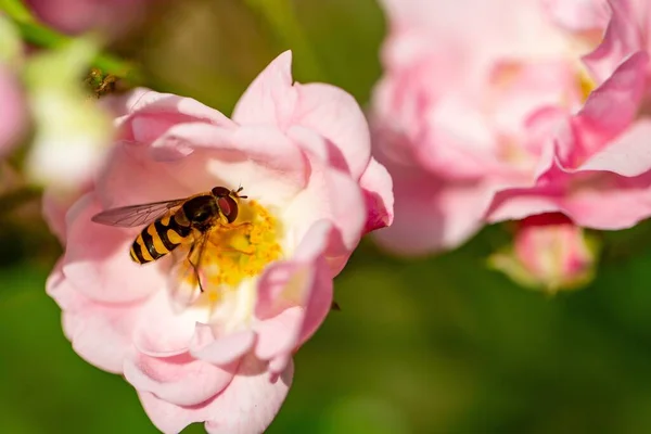 Een Selectieve Focusshot Van Een Bij Die Stuifmeel Verzamelt Van — Stockfoto