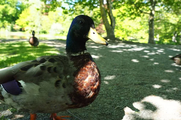 Cute Mallard Ducks Walking Park Halifax Canada — Stock Photo, Image