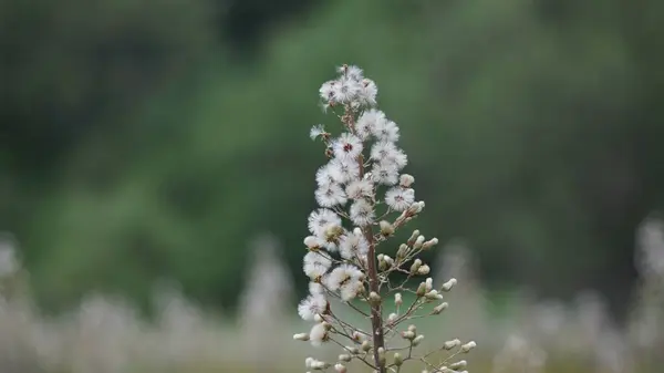 Primer Plano Una Flor Blanca Bajo Luz Del Sol — Foto de Stock