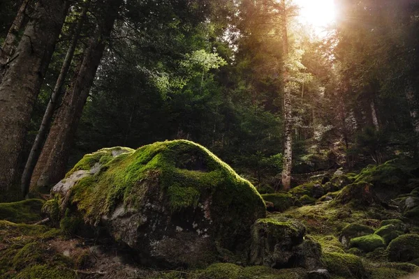 Мальовничий Вид Зелений Ліс Високими Деревами Мохоподібними Каменями Ідеально Підходить — стокове фото