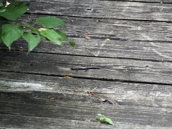 Primer Plano Unas Pocas Hojas Verdes Suelo Madera —  Fotos de Stock