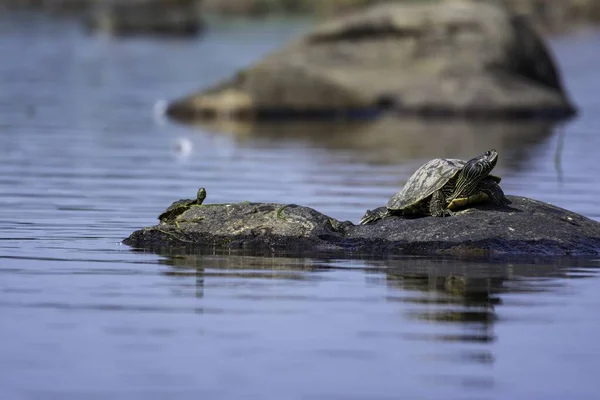 Een Selectieve Focus Shot Van Schildpadden Morris Island Conservation Area — Stockfoto