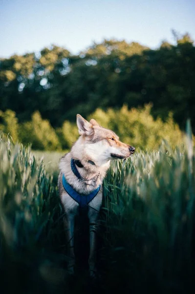 Sebuah Tembakan Vertikal Dari Seekor Wolfdog Cekoslowakia Lapangan Dengan Rumput — Stok Foto