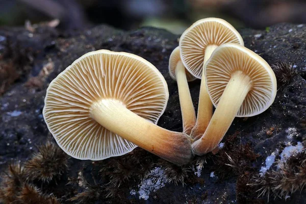 Close Grupo Cogumelos Enoki Selvagens Crescendo Madeira Podre Floresta — Fotografia de Stock