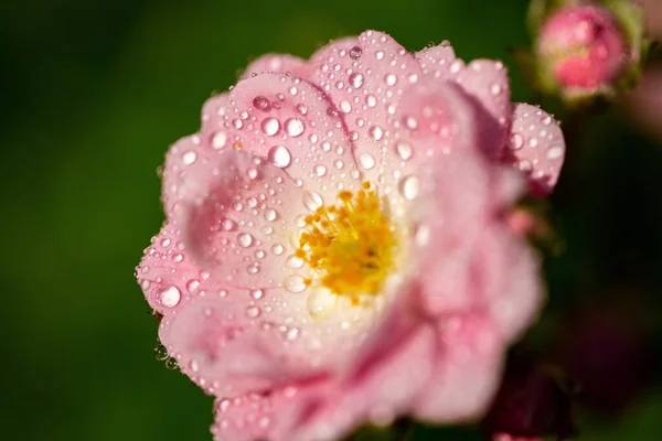 Selective Focus Shot Pink Flower Some Droplets Its Petals — Stock Photo, Image