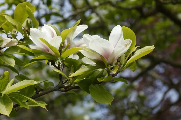 Gros Plan Magnolia Dans Champ Sous Lumière Soleil Avec Fond — Photo