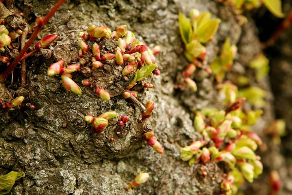 Close Shot Newly Growing Buds Tree — Stock Photo, Image