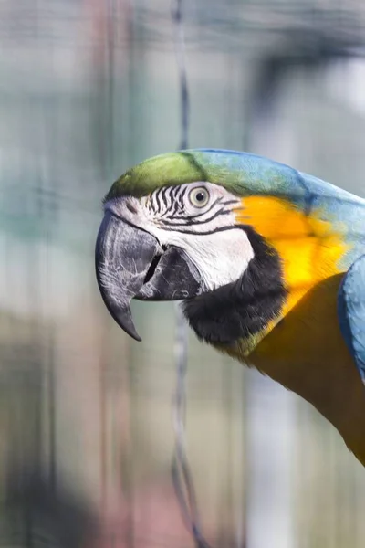Tiro Vertical Papagaio Arara Australiano — Fotografia de Stock