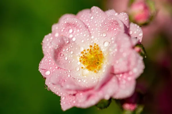 Selective Focus Shot Light Pink Flower Some Droplets Its Petals — Stock Photo, Image