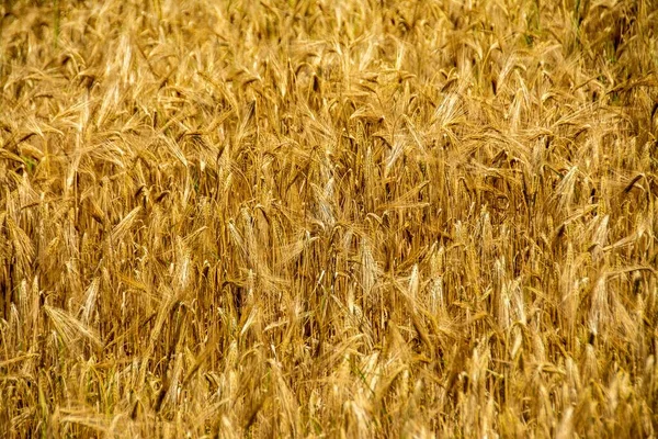 Tiro Alto Ângulo Das Belas Plantas Trigo Uma Fazenda Agrícola — Fotografia de Stock