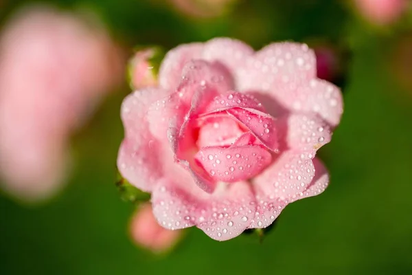 Selektywne Ujęcie Różowego Kwiatu Kropelkami Płatkach — Zdjęcie stockowe