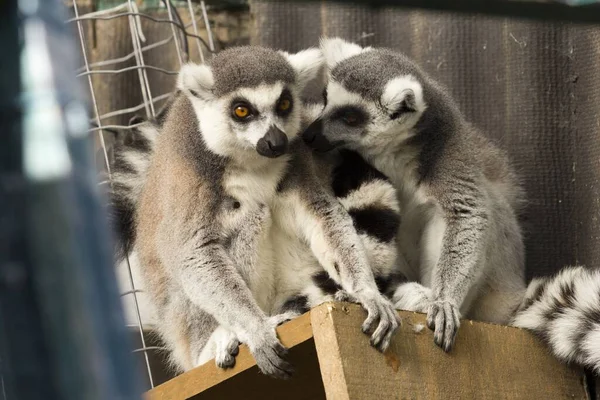 Nahaufnahme Zweier Lemuren Nebeneinander — Stockfoto