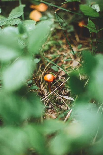 Plan Vertical Petit Champignon Orange Entouré Herbe Plantes Dans Une — Photo