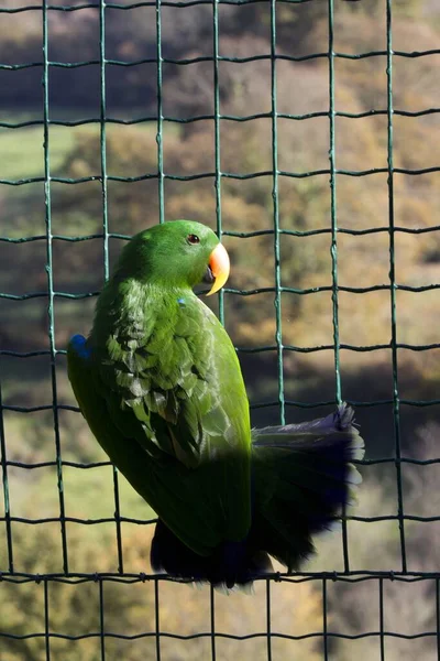 笼壁上一只绿鹦鹉的垂直镜头 — 图库照片
