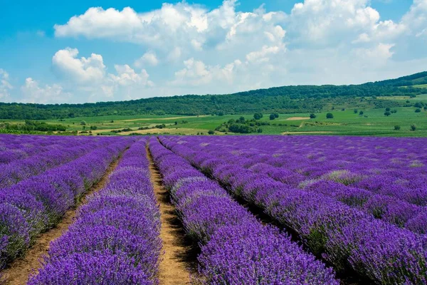 Uma Vista Deslumbrante Campo Coberto Com Belas Flores Lavanda Capturadas — Fotografia de Stock