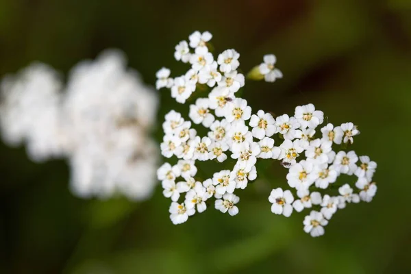 Close Pequenas Flores Brancas Com Grama Seu Fundo — Fotografia de Stock