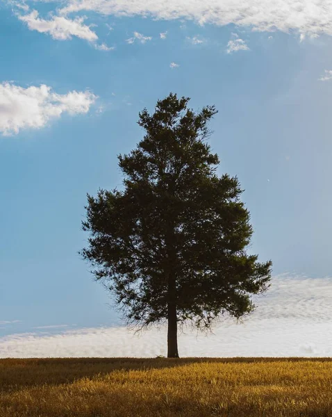 Tiro Vertical Uma Árvore Solitária Vale Sob Céu Nublado — Fotografia de Stock