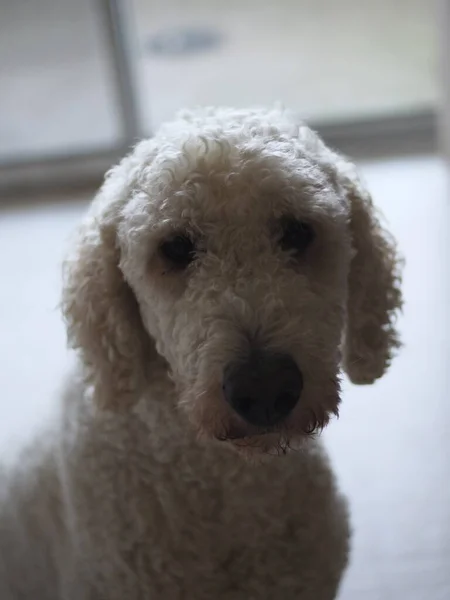 Retrato Close Vertical Cão Fofo Branco Bonito Com Olhos Suaves — Fotografia de Stock