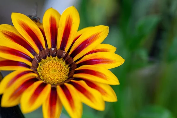 花弁に赤斑のある黄色の花の選択的焦点ショット — ストック写真