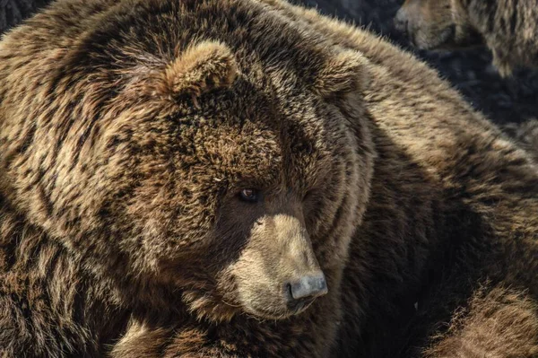 Портрет Бурого Медведя Лесу Парка Дикой Природы Лакуниака Испания — стоковое фото